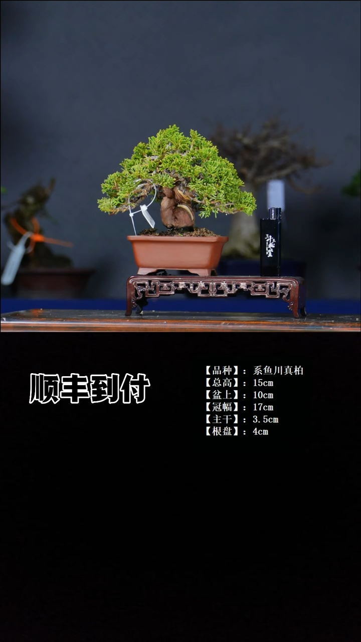 无花朵系鱼川真柏 不包邮