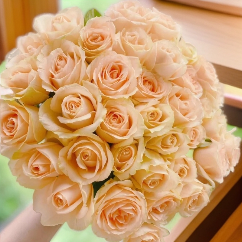 黑哥的植物蜜桃雪山香槟色月季多季节重复开花耐热耐晒地栽盆栽