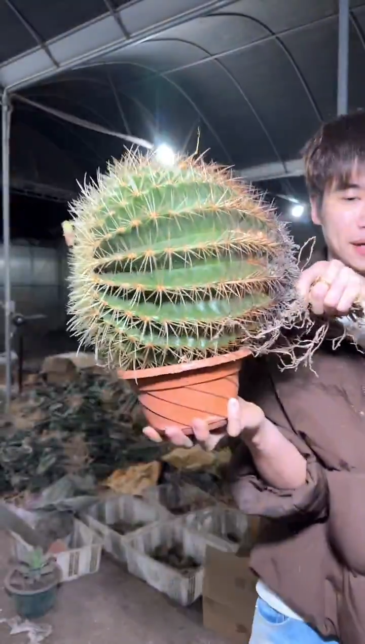 【实生根】超大 金虎