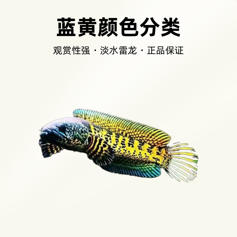 （直播挑鱼）奶茶鬼王七彩幻蓝钴蓝雷龙鱼亚热带淡水鱼（请勿下单）