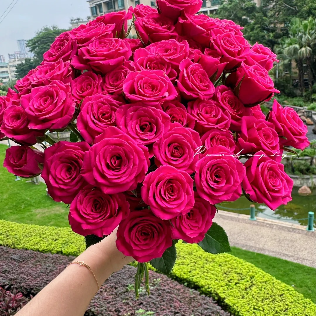 粉红溜溜球，玫瑰，1单冷链包邮，2单升级顺丰冷链，远的发德邦