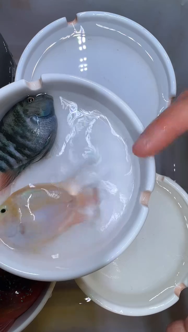 鹦鹉鱼宝蓝公白金公 