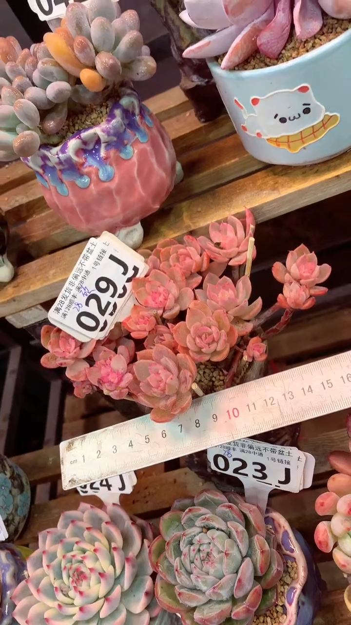 029J（一物一拍，精品多肉，所见即所得 ）