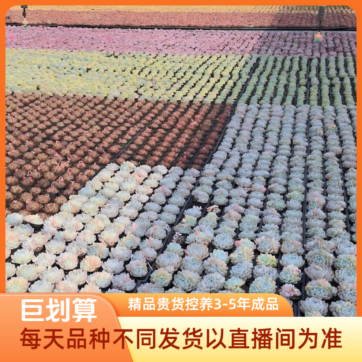 精品多肉十五盆混搭不重复品种品质好清货价（5-7厘米4-5年成品）