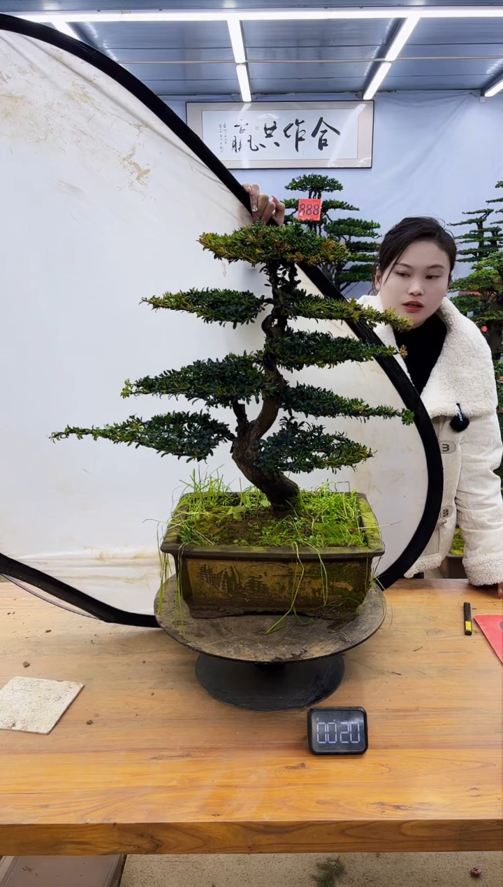 【闪购商品】高端盆景一物一拍，所见即所得