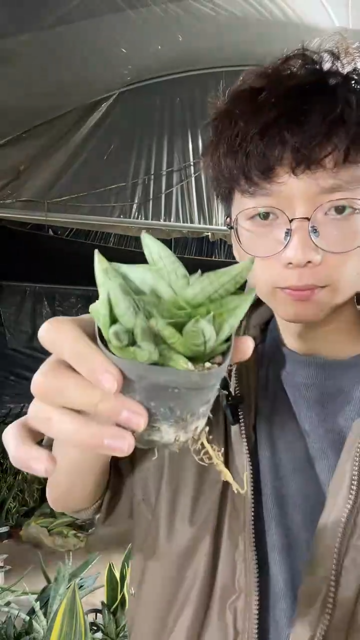 迷你姬佛手8.8..