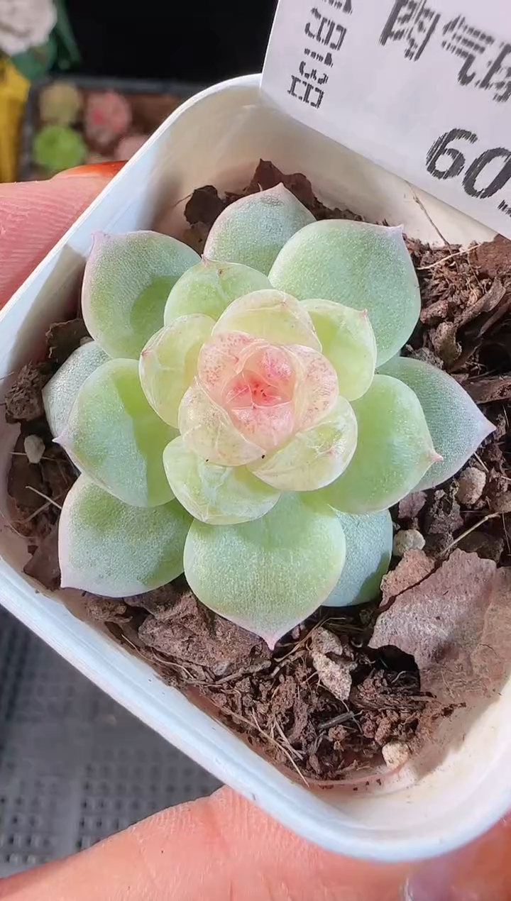 1113-605若梦群生不包整