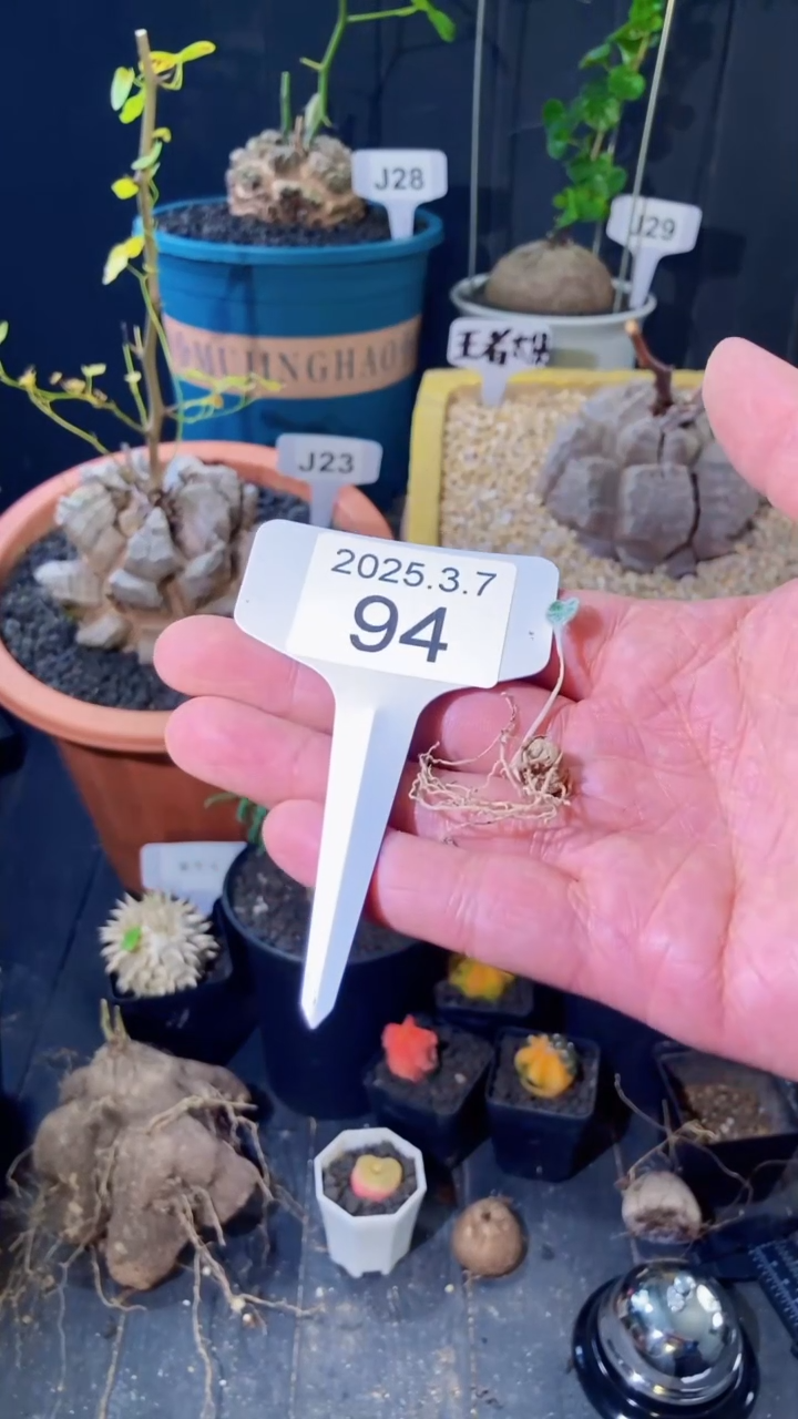 【闪购商品】棉花糖3.7.94