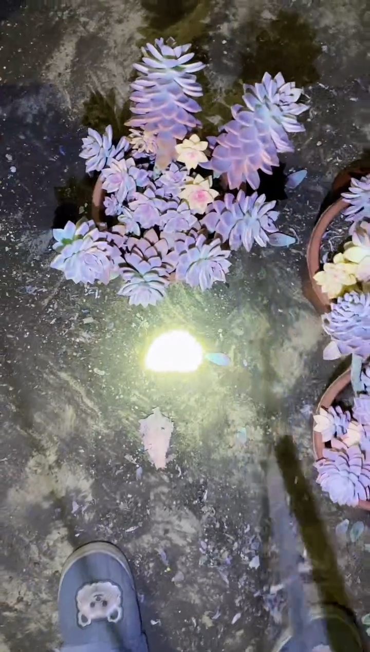 大淡雪锦（轻微断支不售后）保20￥23.8