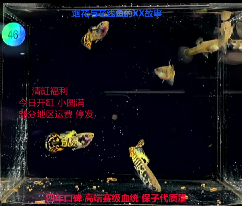 孔雀鱼虎斑圆尾福利2对加1对备损