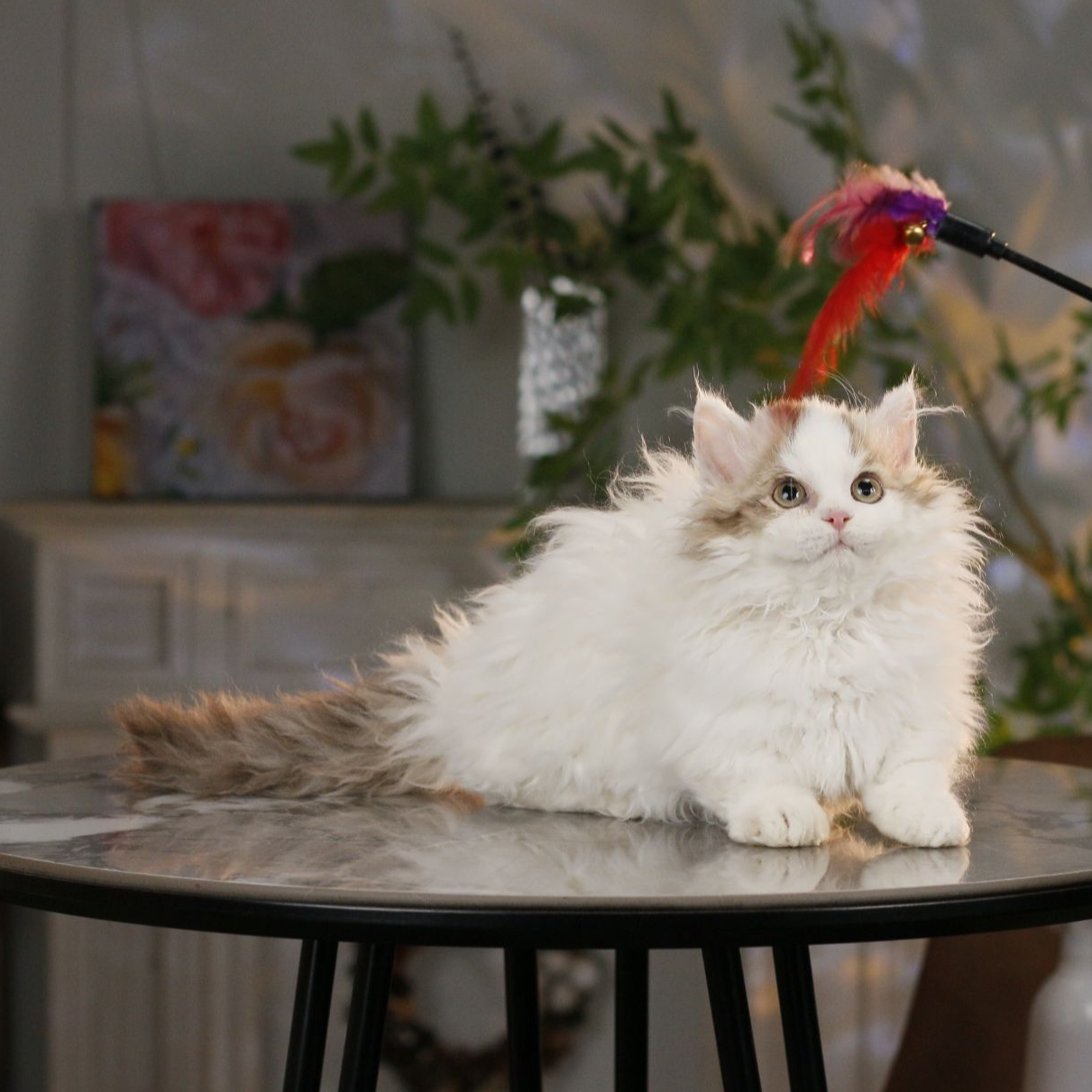 赛尔凯克卷毛猫活体猫咪巧克力加白矮脚弟弟