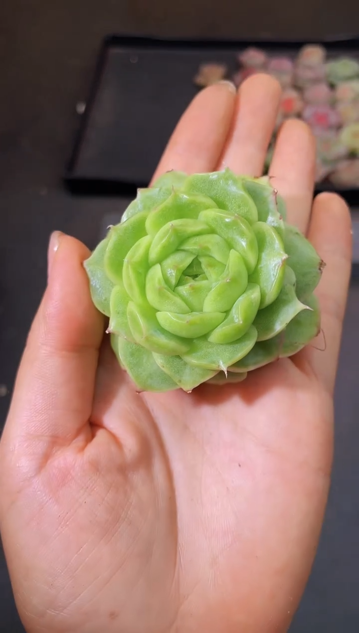 8191翡1 随机量拍发一个