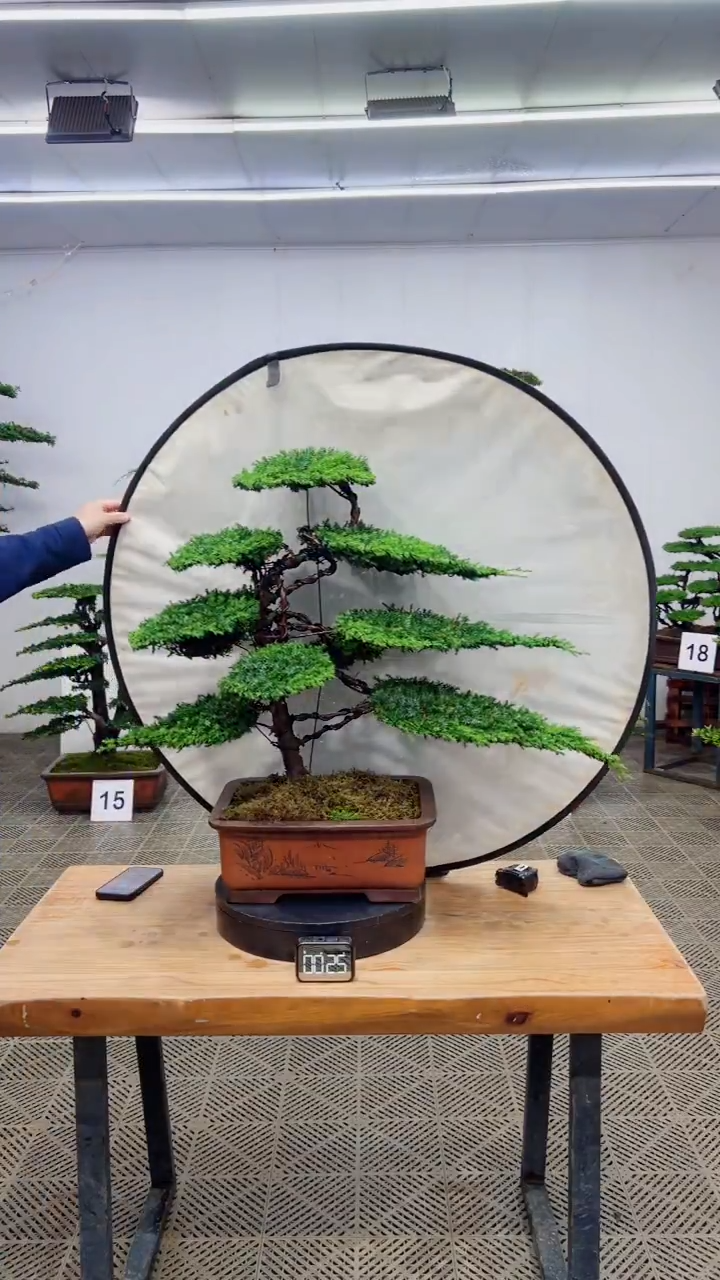 无花朵造型盆景一物一拍