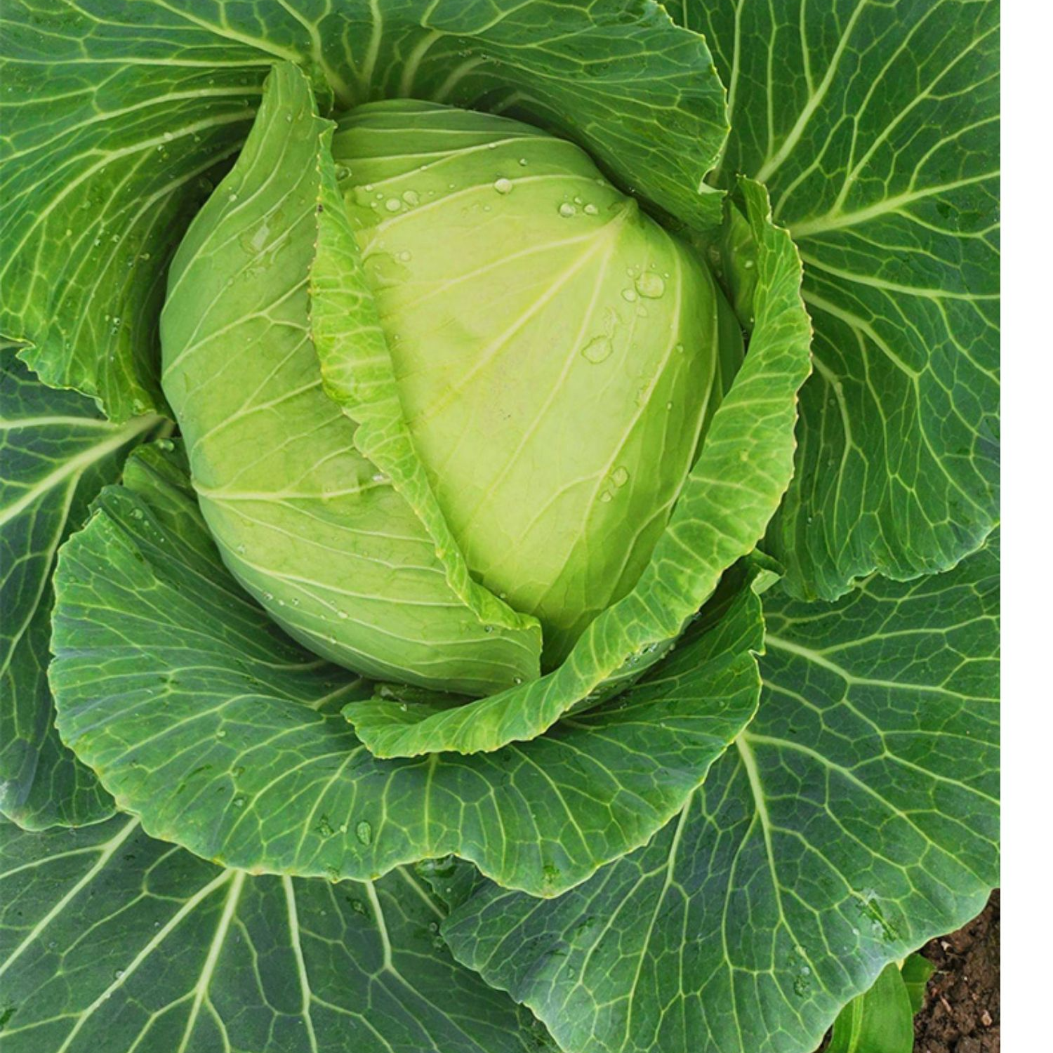 【满5包包邮】 甘蓝种子  甘蓝包心菜包菜种子中熟蔬菜家庭易种