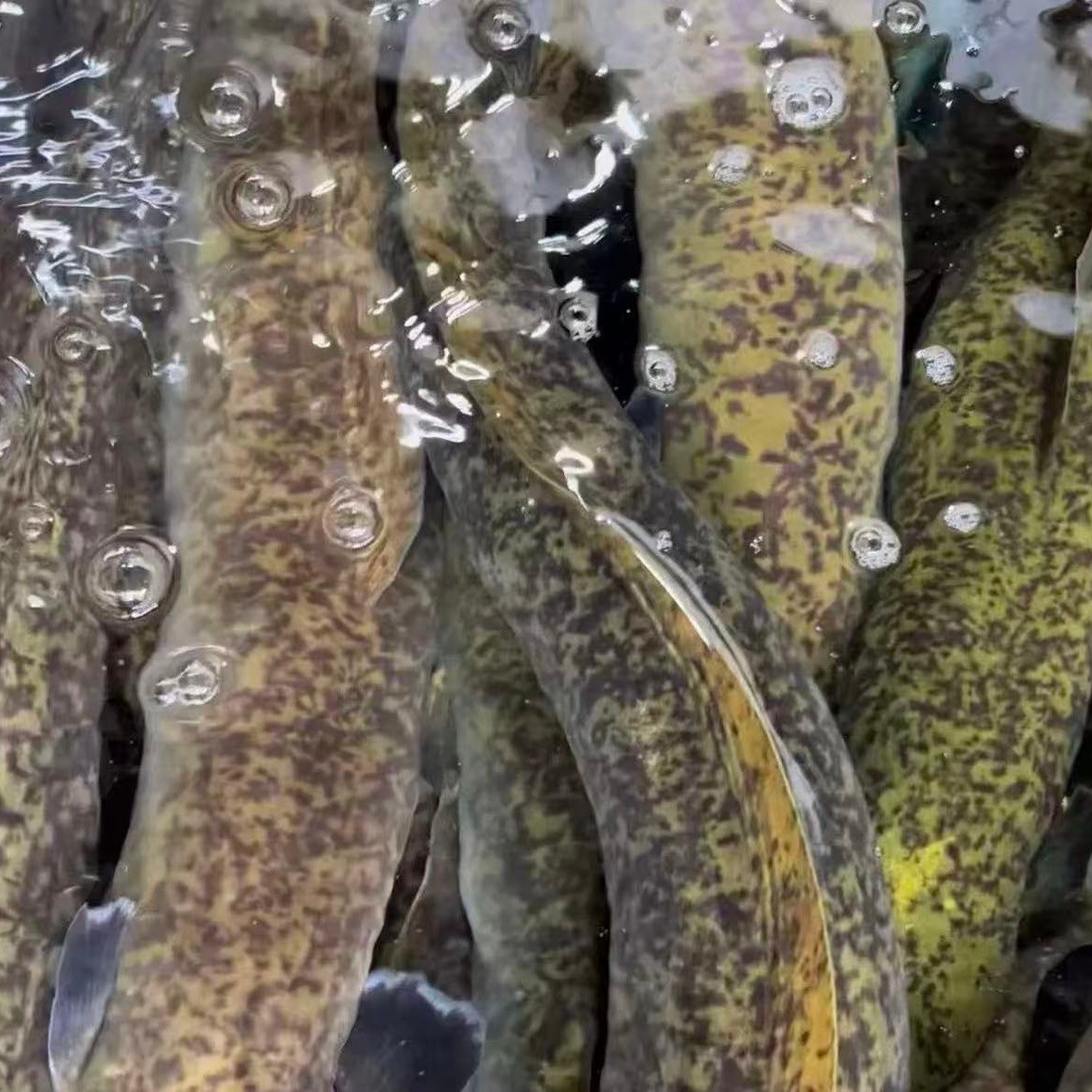 新鲜 花鳗鱼 厦门发货 顺丰包邮