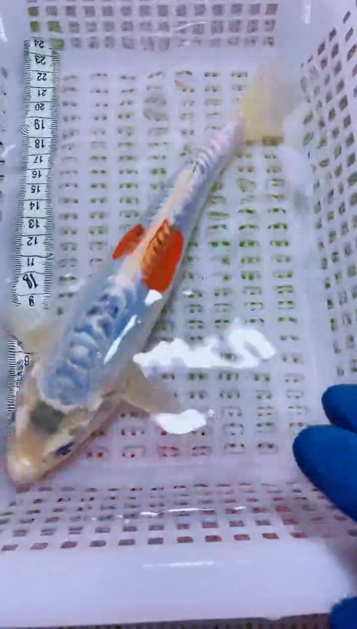 锦鲤血统锦鲤全场包邮8