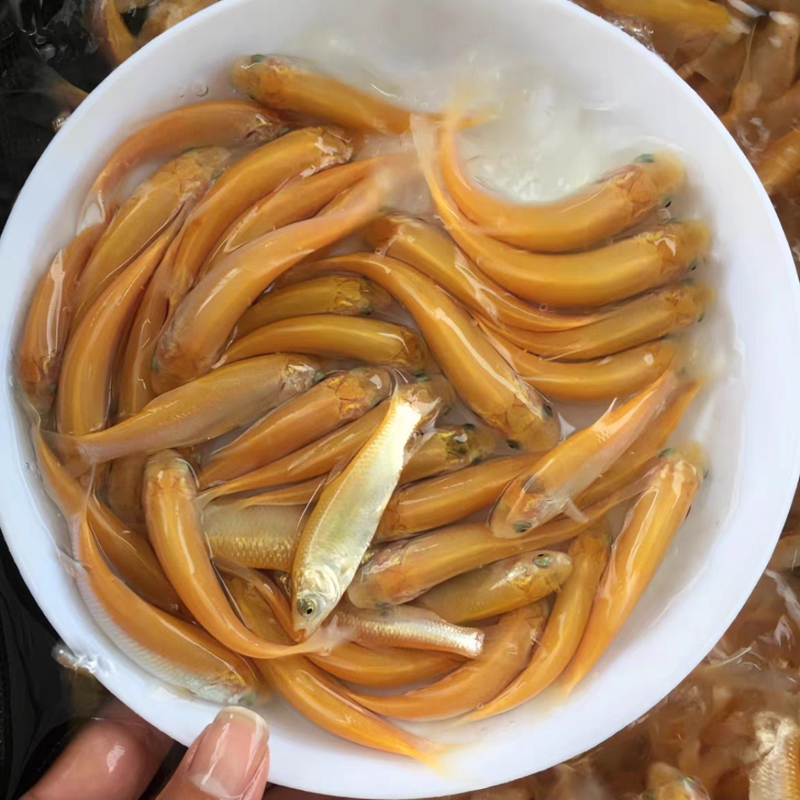 正宗俄罗斯金丝草鱼观赏鱼活体发货顺丰包邮包活