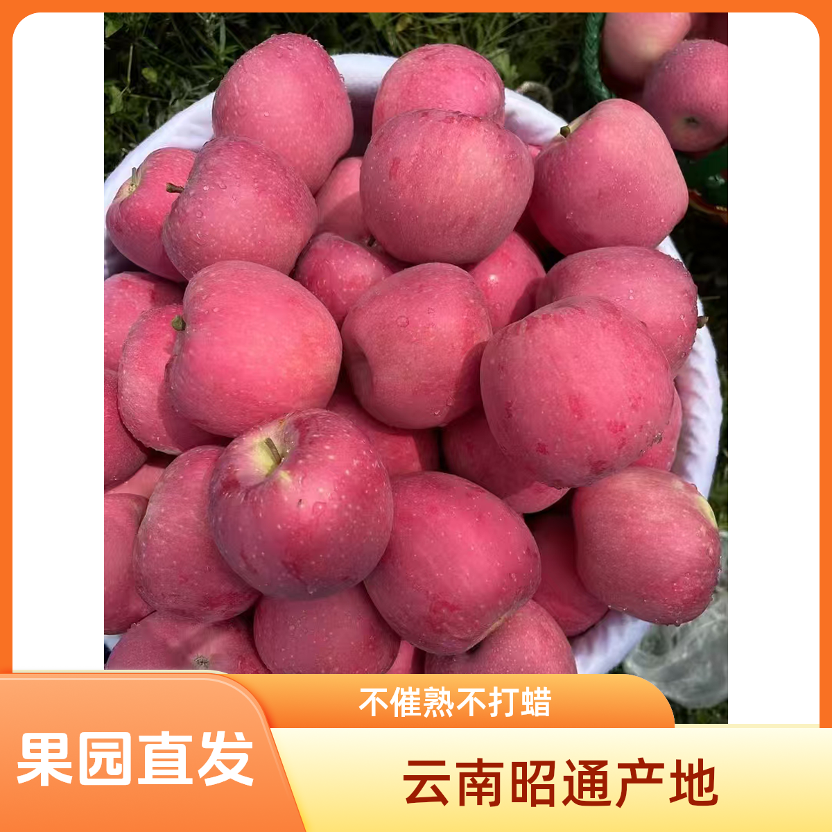 （陶桃专属）云南昭通丑苹果现摘现发脆甜多汁新鲜水果