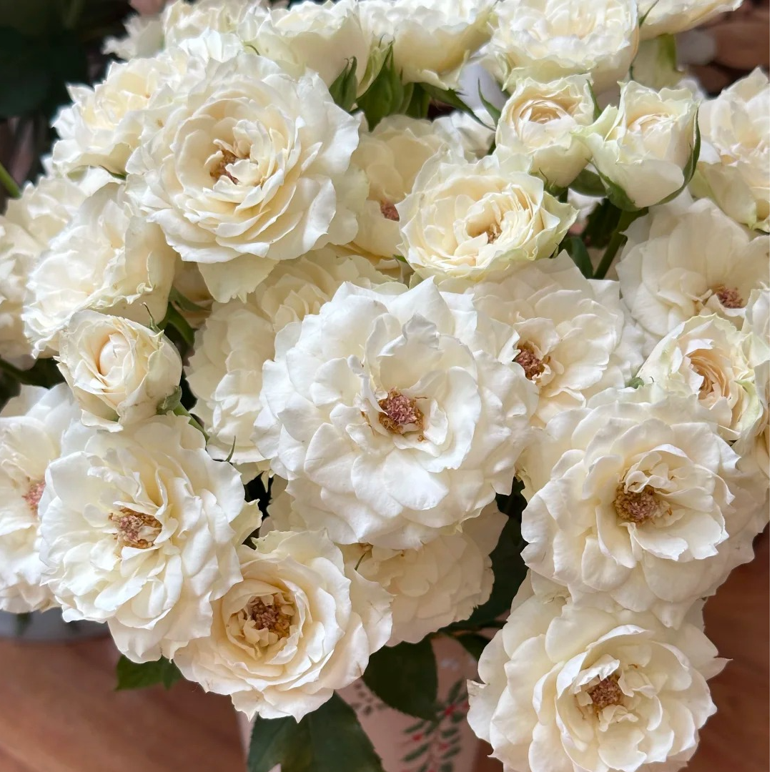 【云南鲜花】多头（玉枕纱）玫瑰  1单普通快递 2单以上顺丰冷链