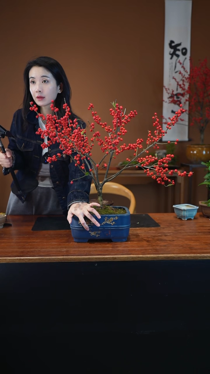 全部花朵冬青盆景盆景盆景