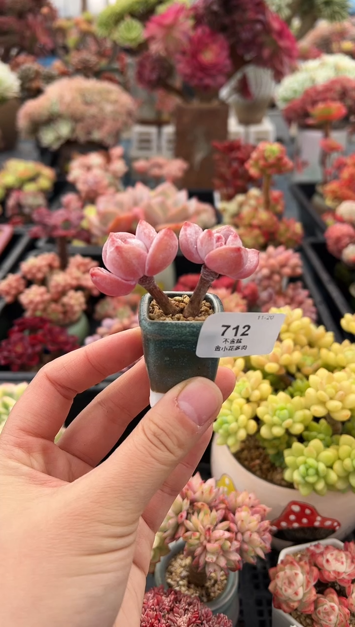 z*m712              不带盆