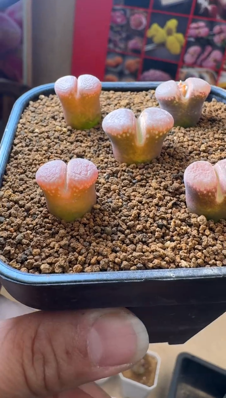 【闪购商品】29-44一颗