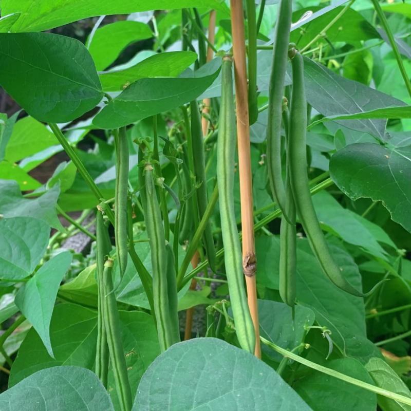 农家自种新鲜四季豆
