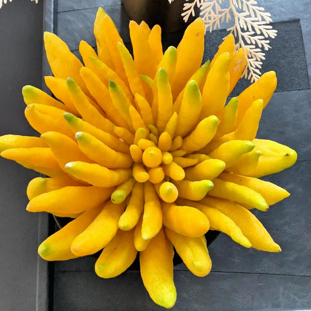 精品佛手柑室内水养佛手清供摆盘盆插花闻香佛手水培植物天然香薰