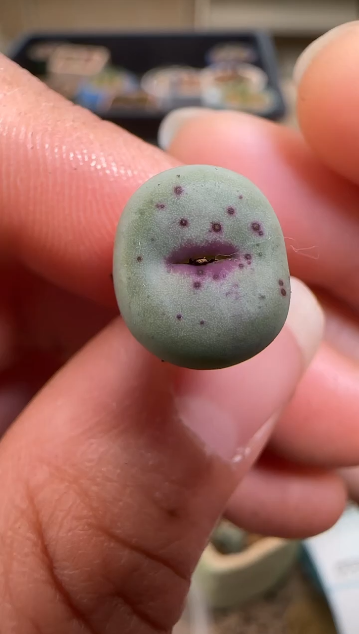 【闪购商品】7-112``SE