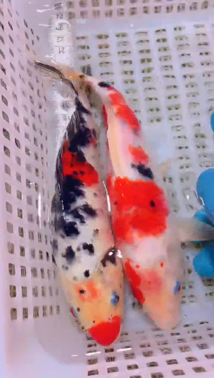 锦鲤冷水观赏鱼全场包邮94