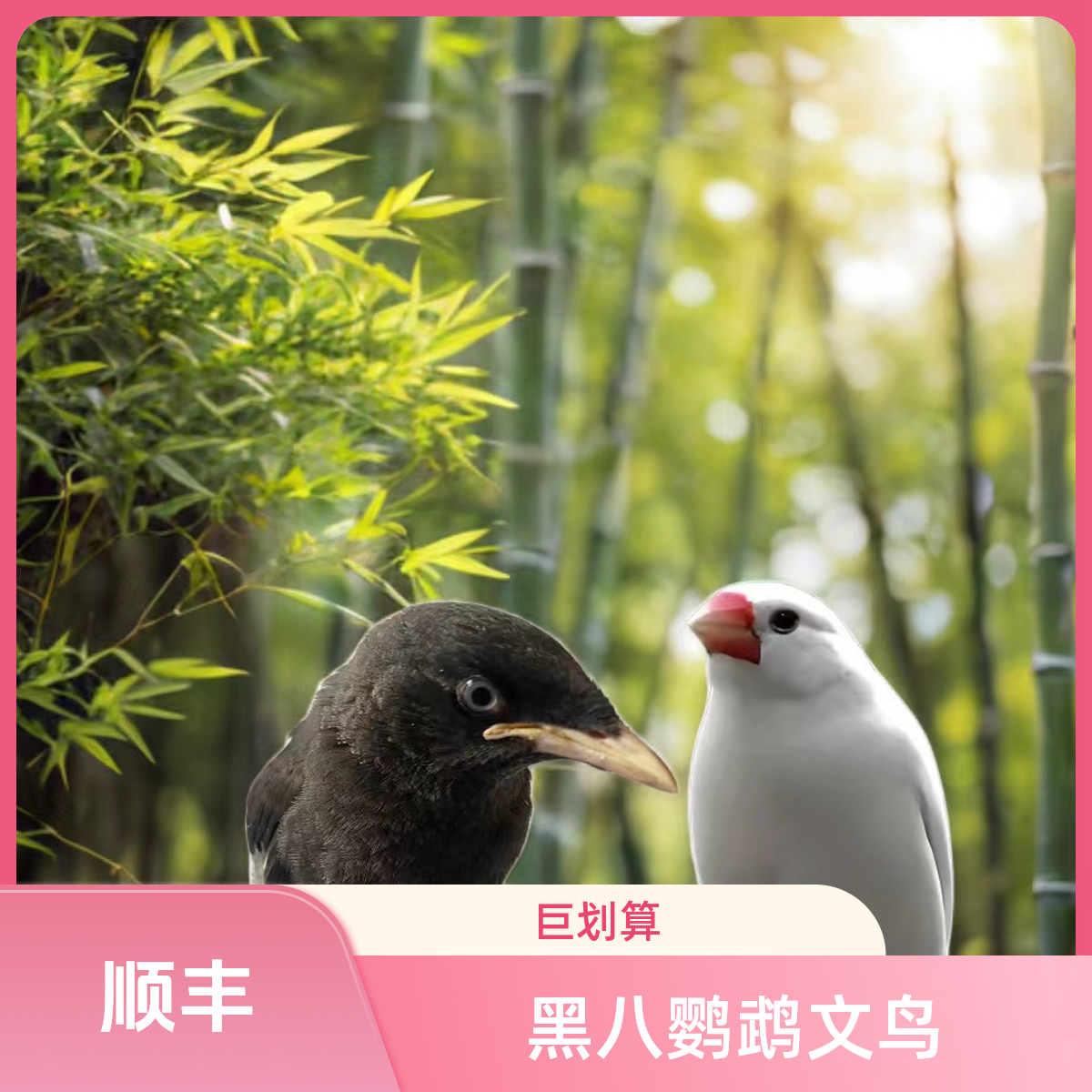 手养亲人会说话可观赏的小黑八珍珠鸟宠物适合家庭饲养