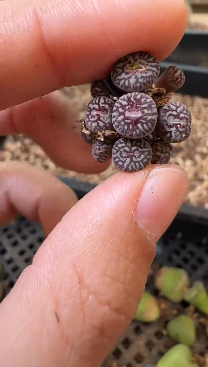 29-181多肉植物肉锥