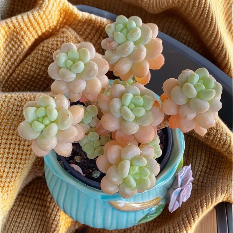 【安欣多肉】达芙妮+花斑鹿+半夏玫瑰+橙梦露 组合 到手四颗