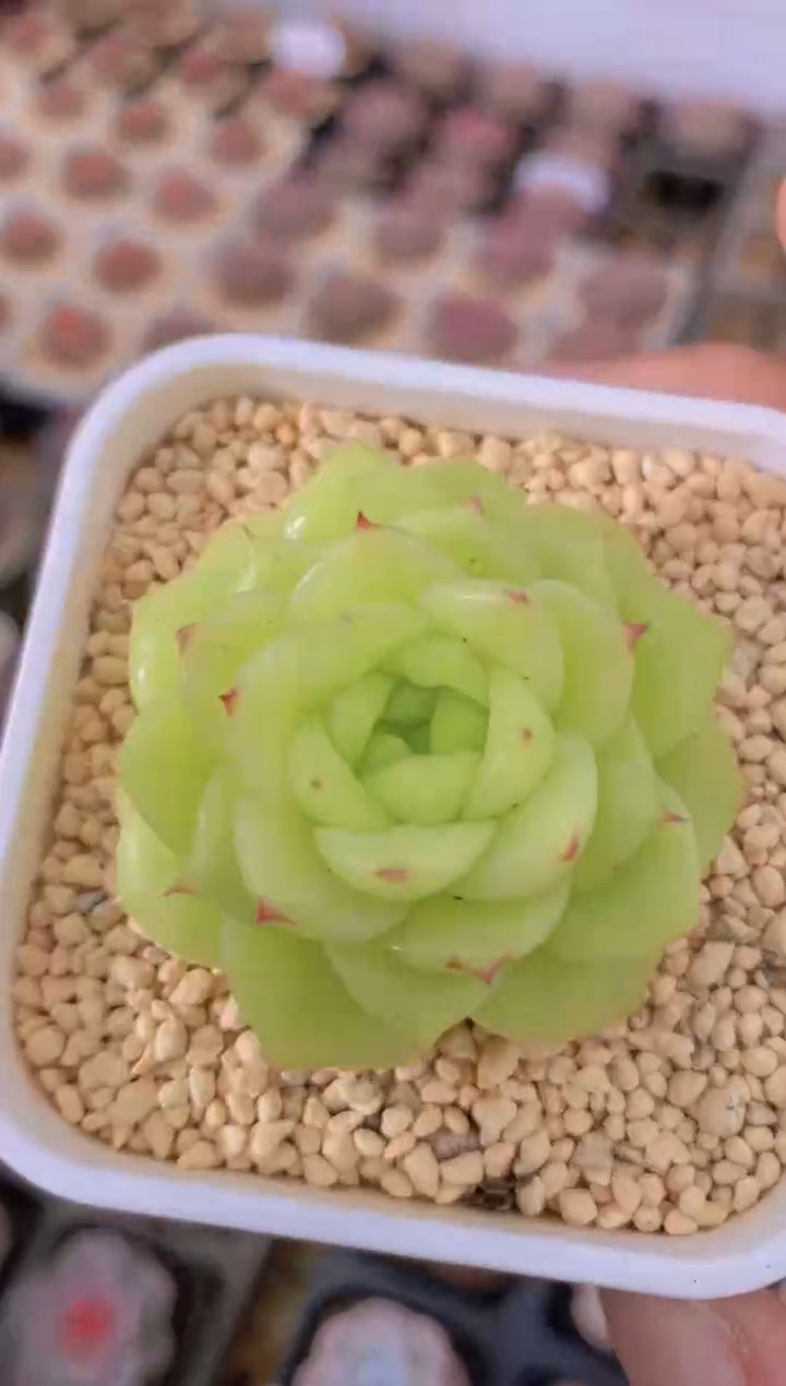 1111-杜若珍妮（量拍）