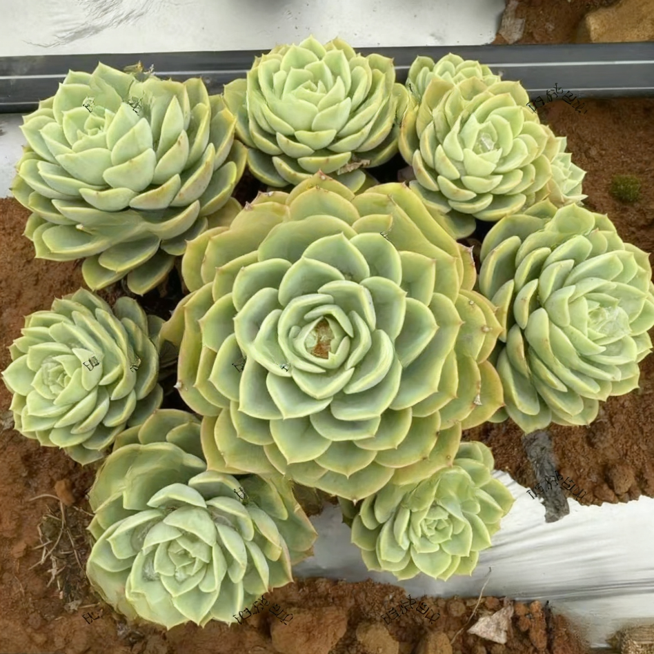 【哈密瓜】新手推荐好养带盆带土阳台盆栽家庭绿植