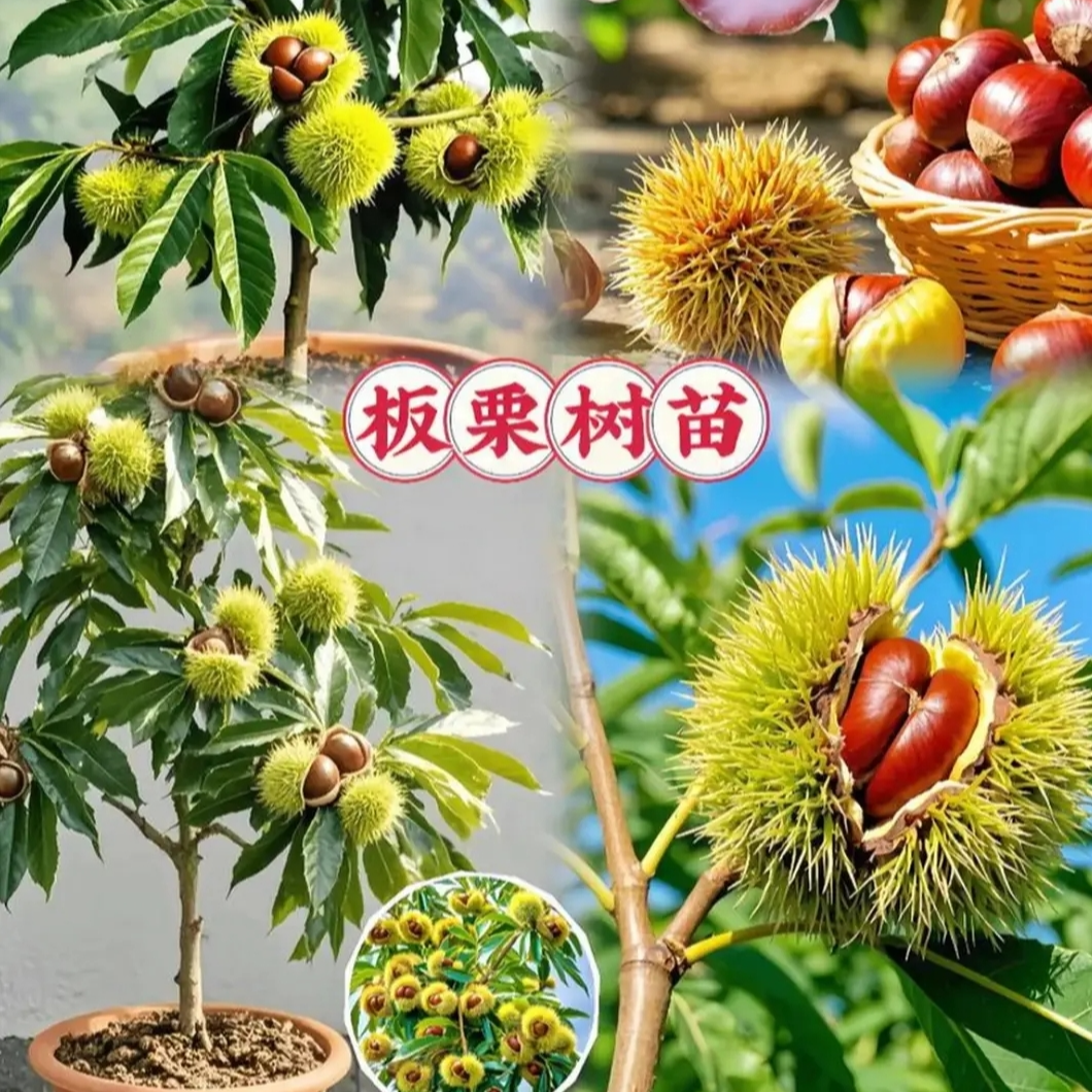 【正品当年结果苗】【大红袍板栗】盆栽地栽南北方种植