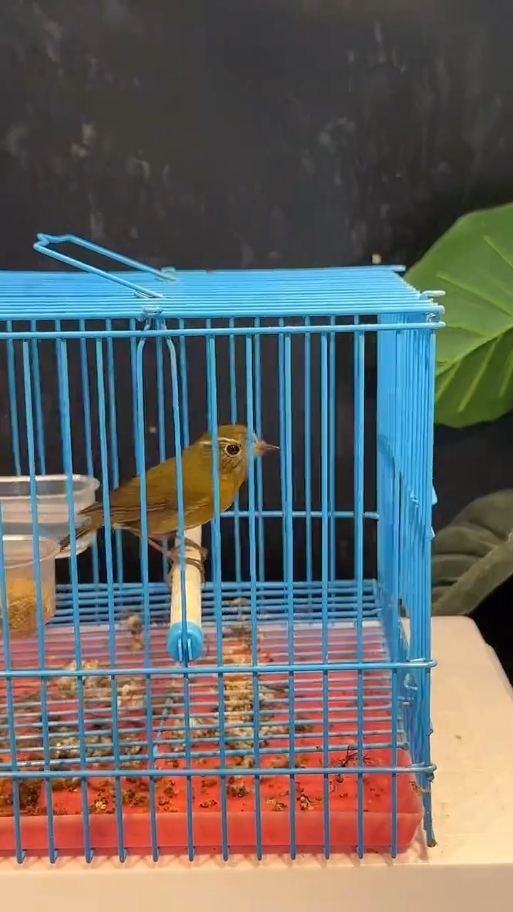 虎皮鹦鹉17号   白眉林鸲养笼1元起拍