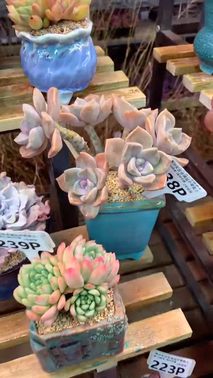 238P紫乐（一物一拍实付满28发货，默认不带盆土）