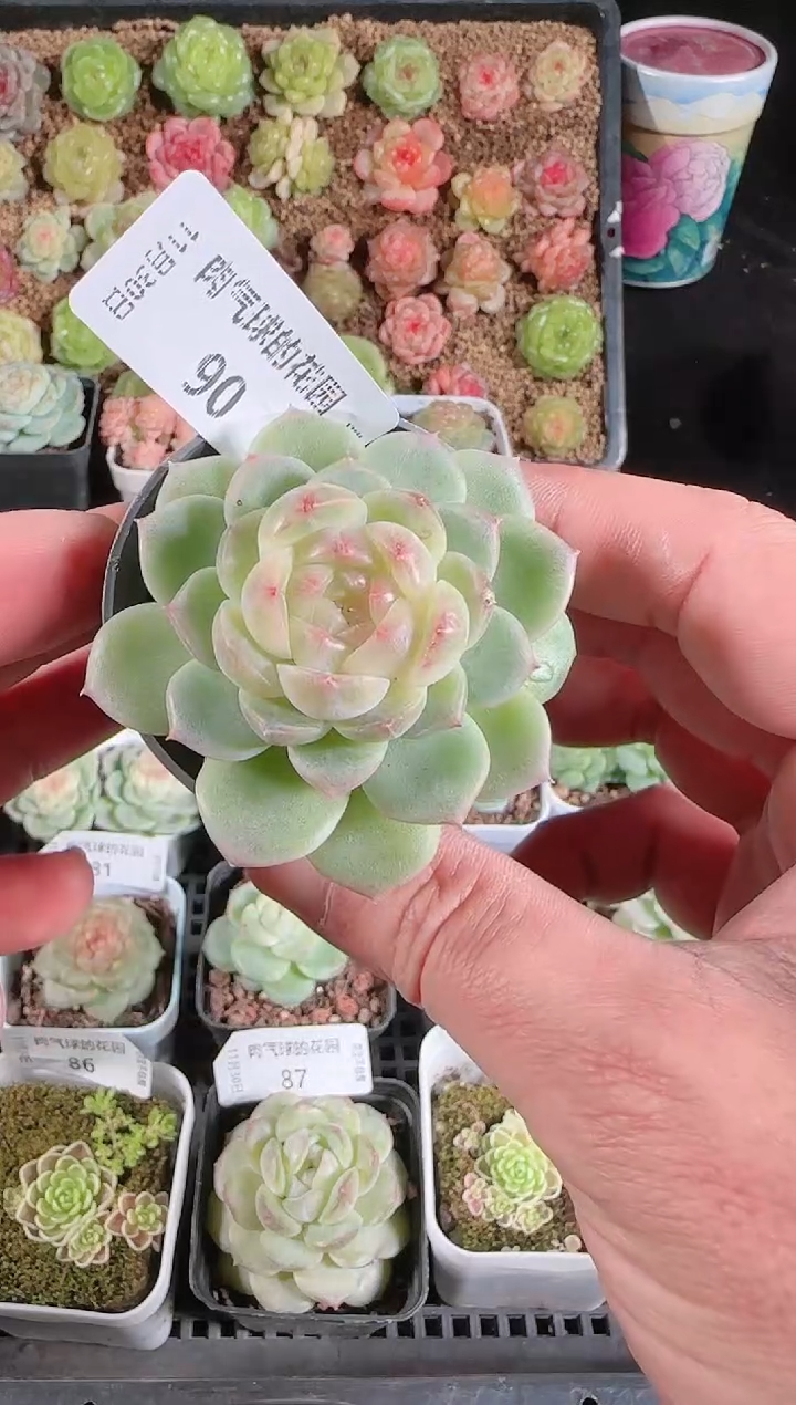 1130-90冰心13多肉群生不包整