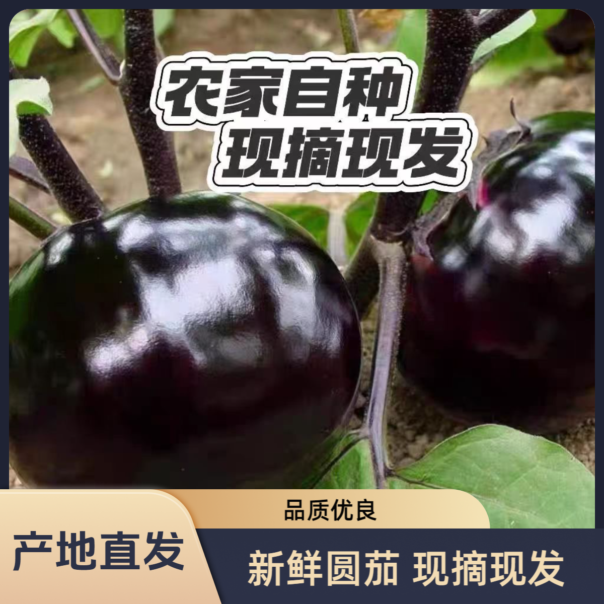 现摘新鲜老品种圆茄子优质农产品蔬菜京东包邮到家茄子同城配圆茄子