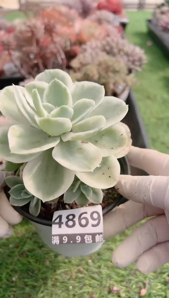 【闪购商品】信福多肉一物一拍