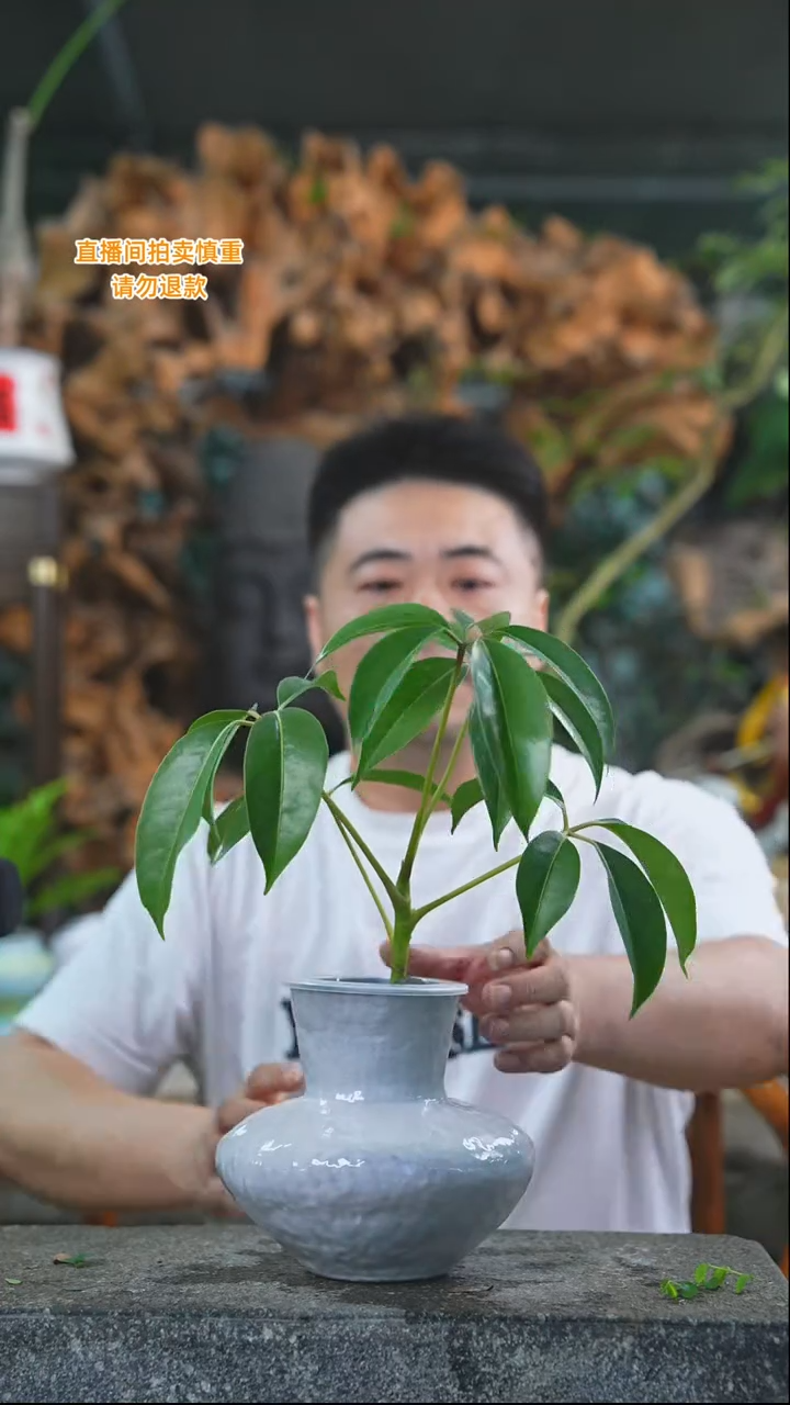 完全开放保罗467+