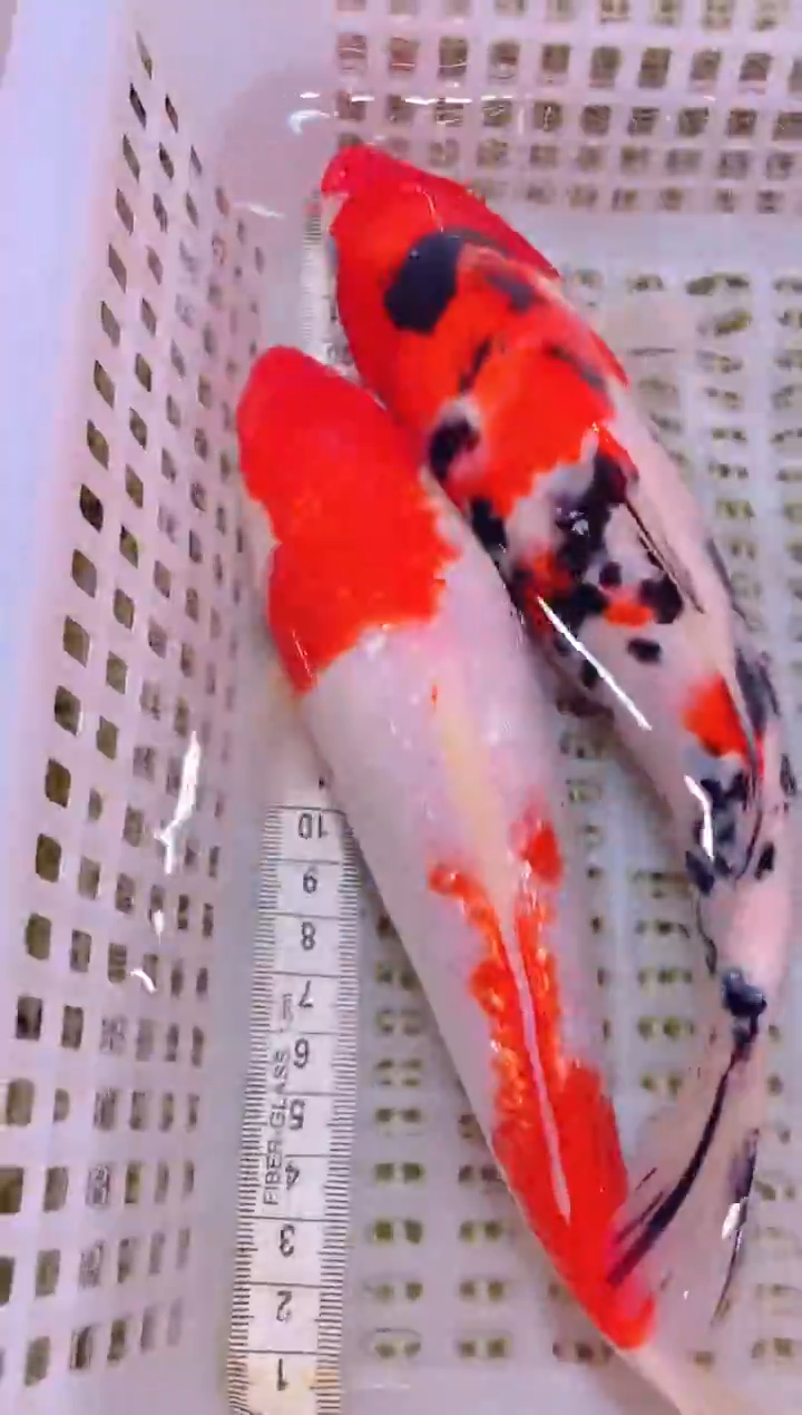 锦鲤冷水观赏鱼全场包邮64