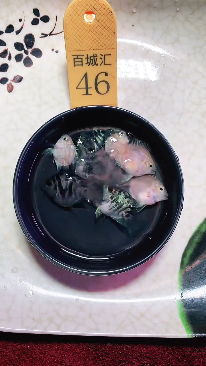 鹦鹉鱼8888888888