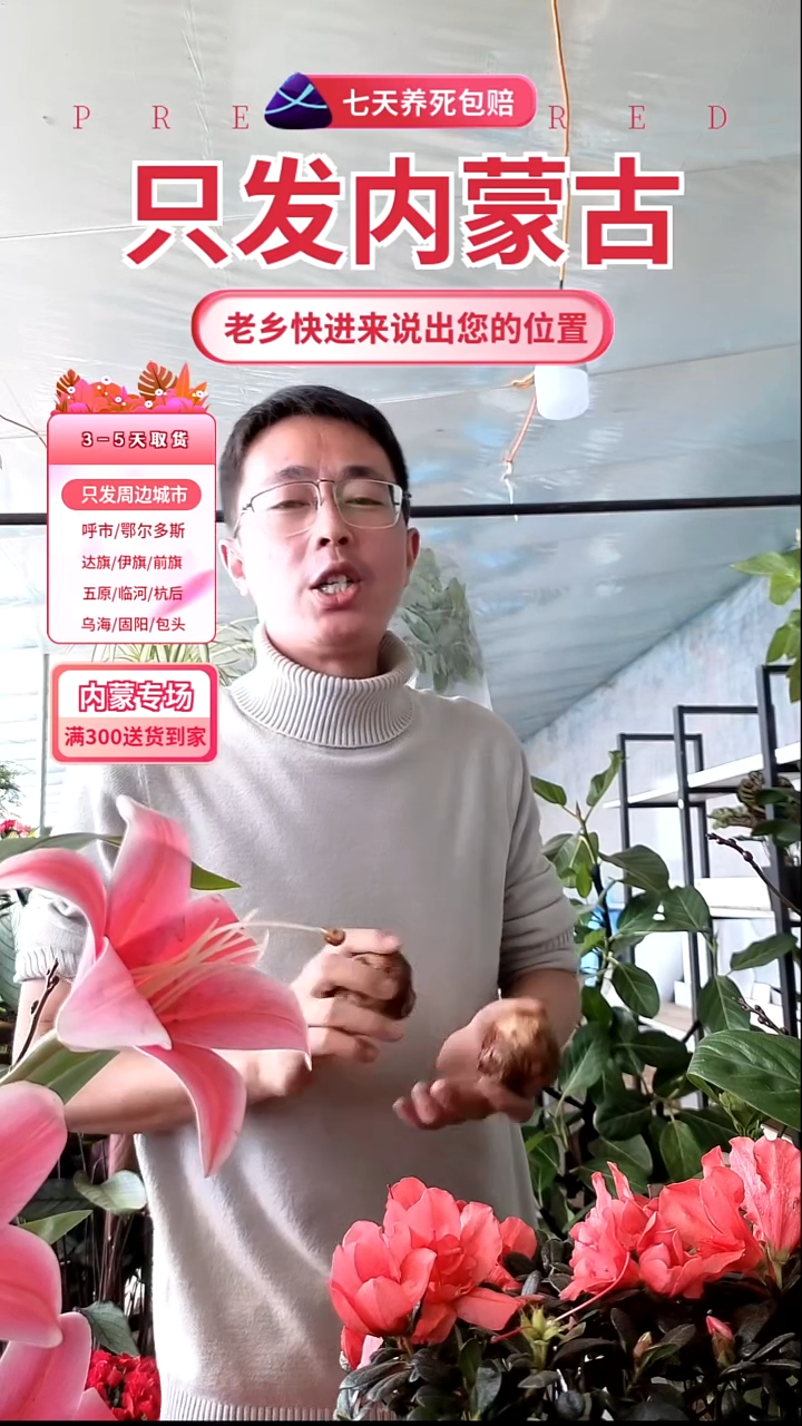 完全开放朱顶红种球