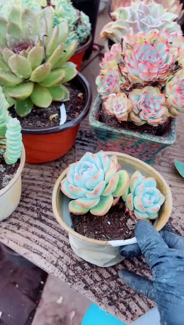 错*08186多肉植物一物一拍