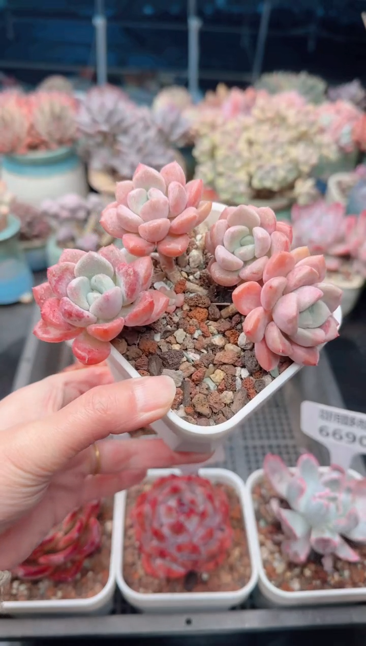 【闪购商品】6693.