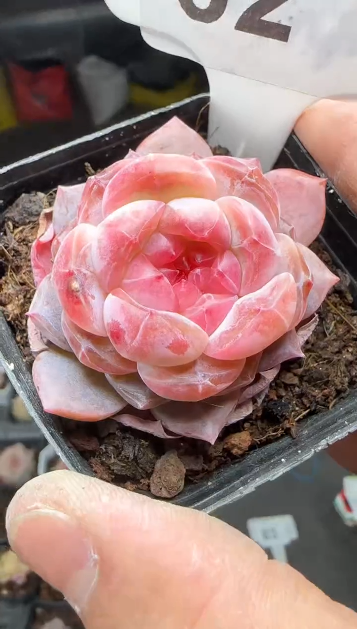 【闪购商品】一物一拍0213—62