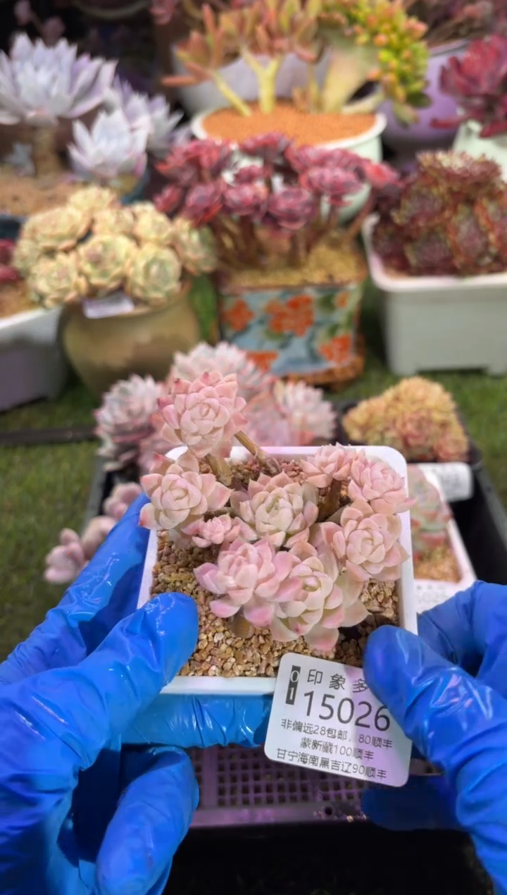 【闪购商品】15026