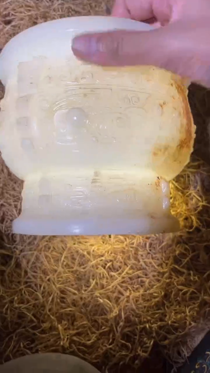 香榧木1个小小雨链接1号